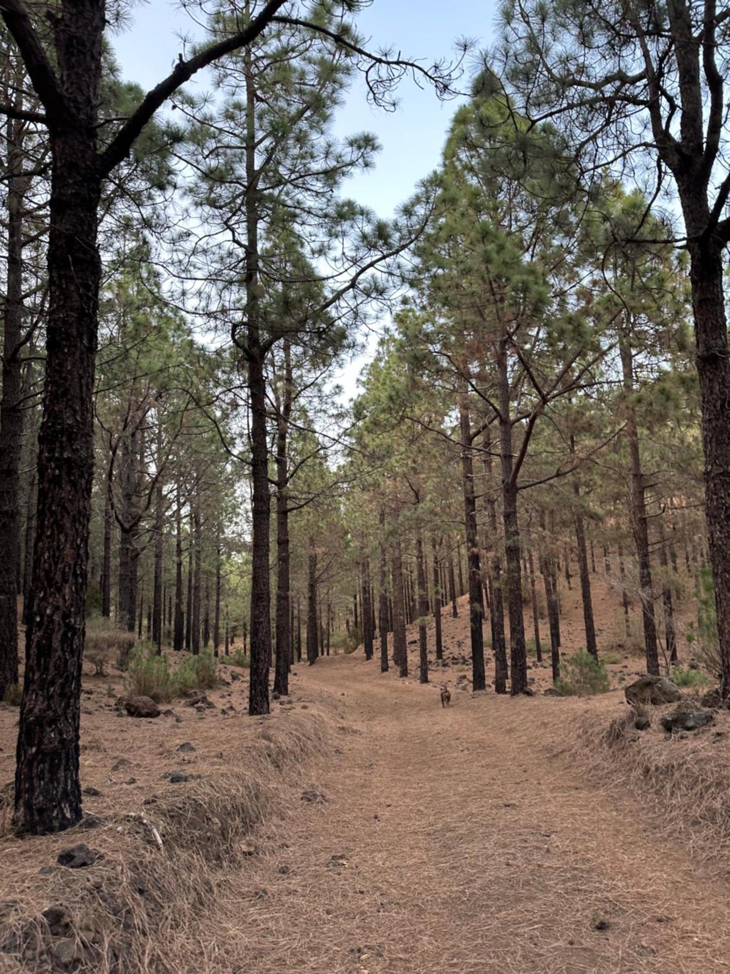 Apartmán Masca, Teide, Los Gigantes, Excursions, Ac, Wifi-3 Santiago del Teide Exteriér fotografie